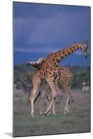 Masai Giraffe Calves Necking-DLILLC-Mounted Photographic Print