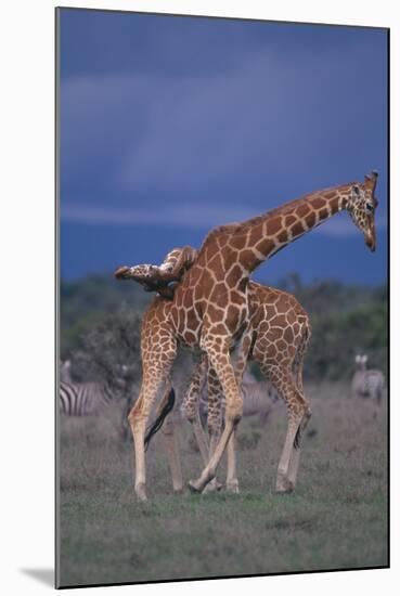 Masai Giraffe Calves Necking-DLILLC-Mounted Photographic Print