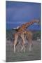 Masai Giraffe Calves Necking-DLILLC-Mounted Photographic Print