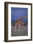 Masai Giraffe Calves Necking-DLILLC-Framed Photographic Print