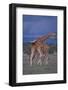 Masai Giraffe Calves Necking-DLILLC-Framed Photographic Print