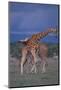 Masai Giraffe Calves Necking-DLILLC-Mounted Photographic Print