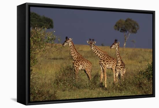 Masai Giraffe Calves-DLILLC-Framed Stretched Canvas