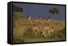 Masai Giraffe Calves-DLILLC-Framed Stretched Canvas