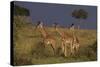 Masai Giraffe Calves-DLILLC-Stretched Canvas