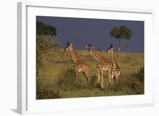 Masai Giraffe Calves-DLILLC-Framed Photographic Print