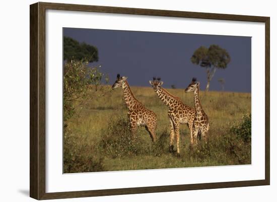 Masai Giraffe Calves-DLILLC-Framed Photographic Print