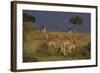 Masai Giraffe Calves-DLILLC-Framed Photographic Print