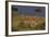 Masai Giraffe Calves-DLILLC-Framed Photographic Print