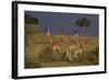 Masai Giraffe Calves-DLILLC-Framed Photographic Print