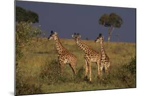 Masai Giraffe Calves-DLILLC-Mounted Photographic Print