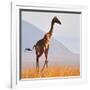 Masai Giraffe, Chyulu Hills, 2017-Eric Meyer-Framed Photographic Print