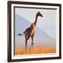 Masai Giraffe, Chyulu Hills, 2017-Eric Meyer-Framed Photographic Print