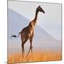 Masai Giraffe, Chyulu Hills, 2017-Eric Meyer-Mounted Photographic Print