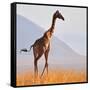 Masai Giraffe, Chyulu Hills, 2017-Eric Meyer-Framed Stretched Canvas