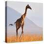 Masai Giraffe, Chyulu Hills, 2017-Eric Meyer-Stretched Canvas