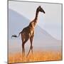 Masai Giraffe, Chyulu Hills, 2017-Eric Meyer-Mounted Photographic Print