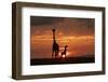 Masai giraffe, female and calf at sunset, with Abdim's storks, Masai-Mara, Kenya-Denis-Huot-Framed Photographic Print