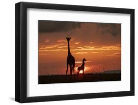 Masai giraffe, female and calf at sunset, with Abdim's storks, Masai-Mara, Kenya-Denis-Huot-Framed Photographic Print