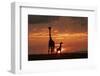 Masai giraffe, female and calf at sunset, with Abdim's storks, Masai-Mara, Kenya-Denis-Huot-Framed Photographic Print