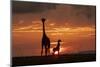 Masai giraffe, female and calf at sunset, with Abdim's storks, Masai-Mara, Kenya-Denis-Huot-Mounted Photographic Print