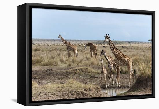 Masai Giraffe (Giraffa Camelopardalis), Masai Mara, Kenya, East Africa, Africa-Sergio Pitamitz-Framed Stretched Canvas