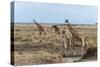 Masai Giraffe (Giraffa Camelopardalis), Masai Mara, Kenya, East Africa, Africa-Sergio Pitamitz-Stretched Canvas