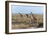 Masai Giraffe (Giraffa Camelopardalis), Masai Mara, Kenya, East Africa, Africa-Sergio Pitamitz-Framed Photographic Print