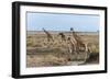 Masai Giraffe (Giraffa Camelopardalis), Masai Mara, Kenya, East Africa, Africa-Sergio Pitamitz-Framed Photographic Print