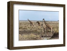 Masai Giraffe (Giraffa Camelopardalis), Masai Mara, Kenya, East Africa, Africa-Sergio Pitamitz-Framed Photographic Print