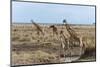 Masai Giraffe (Giraffa Camelopardalis), Masai Mara, Kenya, East Africa, Africa-Sergio Pitamitz-Mounted Photographic Print