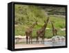 Masai Giraffe (Giraffa Camelopardalis), Masai Mara National Reserve, Kenya, East Africa, Africa-Sergio Pitamitz-Framed Stretched Canvas