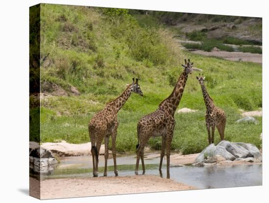 Masai Giraffe (Giraffa Camelopardalis), Masai Mara National Reserve, Kenya, East Africa, Africa-Sergio Pitamitz-Stretched Canvas