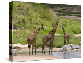 Masai Giraffe (Giraffa Camelopardalis), Masai Mara National Reserve, Kenya, East Africa, Africa-Sergio Pitamitz-Stretched Canvas