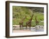 Masai Giraffe (Giraffa Camelopardalis), Masai Mara National Reserve, Kenya, East Africa, Africa-Sergio Pitamitz-Framed Photographic Print