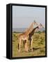 Masai Giraffe (Giraffa Camelopardalis), Masai Mara National Reserve, Kenya, East Africa, Africa-Sergio Pitamitz-Framed Stretched Canvas