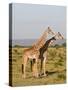 Masai Giraffe (Giraffa Camelopardalis), Masai Mara National Reserve, Kenya, East Africa, Africa-Sergio Pitamitz-Stretched Canvas