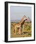 Masai Giraffe (Giraffa Camelopardalis), Masai Mara National Reserve, Kenya, East Africa, Africa-Sergio Pitamitz-Framed Photographic Print