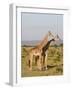 Masai Giraffe (Giraffa Camelopardalis), Masai Mara National Reserve, Kenya, East Africa, Africa-Sergio Pitamitz-Framed Photographic Print