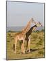 Masai Giraffe (Giraffa Camelopardalis), Masai Mara National Reserve, Kenya, East Africa, Africa-Sergio Pitamitz-Mounted Photographic Print