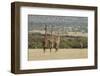 Masai Giraffe (Giraffa Camelopardalis), Masai Mara National Reserve, Kenya, East Africa, Africa-Sergio Pitamitz-Framed Photographic Print