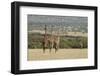 Masai Giraffe (Giraffa Camelopardalis), Masai Mara National Reserve, Kenya, East Africa, Africa-Sergio Pitamitz-Framed Photographic Print