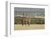 Masai Giraffe (Giraffa Camelopardalis), Masai Mara National Reserve, Kenya, East Africa, Africa-Sergio Pitamitz-Framed Photographic Print