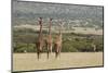 Masai Giraffe (Giraffa Camelopardalis), Masai Mara National Reserve, Kenya, East Africa, Africa-Sergio Pitamitz-Mounted Photographic Print