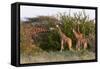 Masai Giraffe (Giraffa Camelopardalis), Samburu National Reserve, Kenya, East Africa, Africa-Sergio Pitamitz-Framed Stretched Canvas