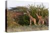 Masai Giraffe (Giraffa Camelopardalis), Samburu National Reserve, Kenya, East Africa, Africa-Sergio Pitamitz-Stretched Canvas