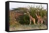 Masai Giraffe (Giraffa Camelopardalis), Samburu National Reserve, Kenya, East Africa, Africa-Sergio Pitamitz-Framed Stretched Canvas