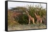 Masai Giraffe (Giraffa Camelopardalis), Samburu National Reserve, Kenya, East Africa, Africa-Sergio Pitamitz-Framed Stretched Canvas