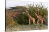 Masai Giraffe (Giraffa Camelopardalis), Samburu National Reserve, Kenya, East Africa, Africa-Sergio Pitamitz-Stretched Canvas