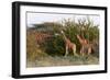 Masai Giraffe (Giraffa Camelopardalis), Samburu National Reserve, Kenya, East Africa, Africa-Sergio Pitamitz-Framed Photographic Print